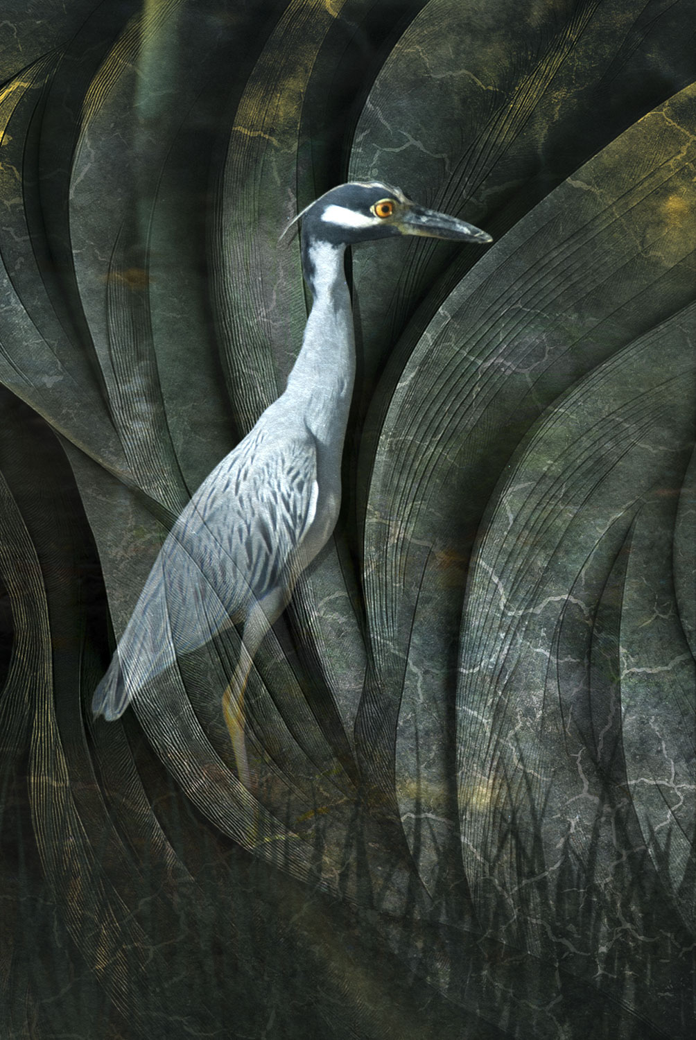 A night heron with abstract swirls around it